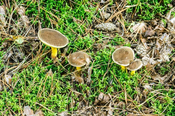 Un groupe de champignons — Photo