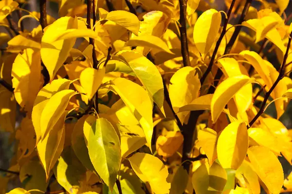 Fondo de follaje de otoño — Foto de Stock