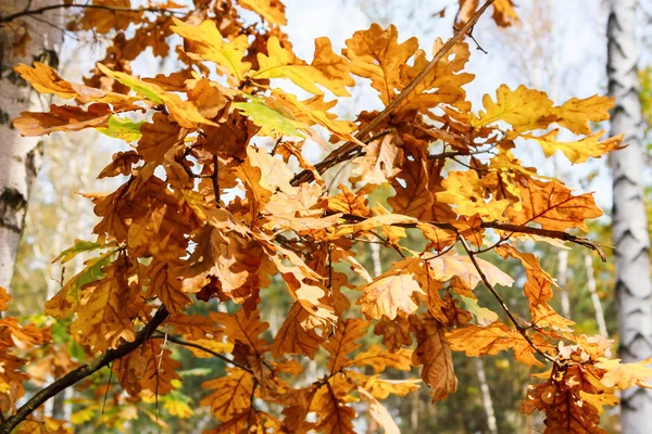 Hojas de roble de otoño —  Fotos de Stock