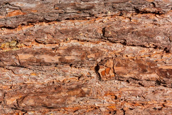 Bark of pine — Stock Photo, Image