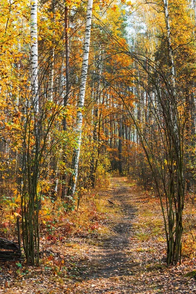 Herfst park landschap — Stockfoto