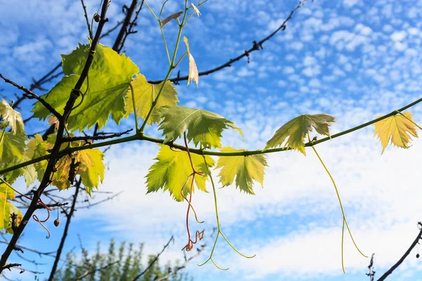 Grenar och sky — Stockfoto