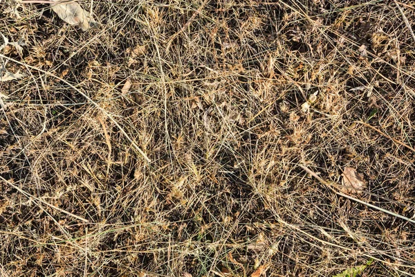 Dry grass background — Stock Photo, Image