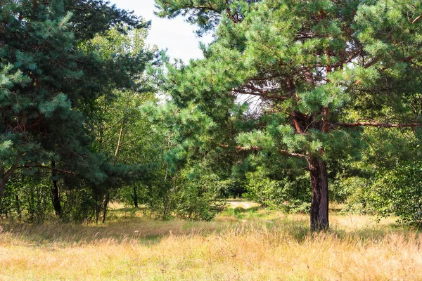 Paysage de clairière forestière — Photo