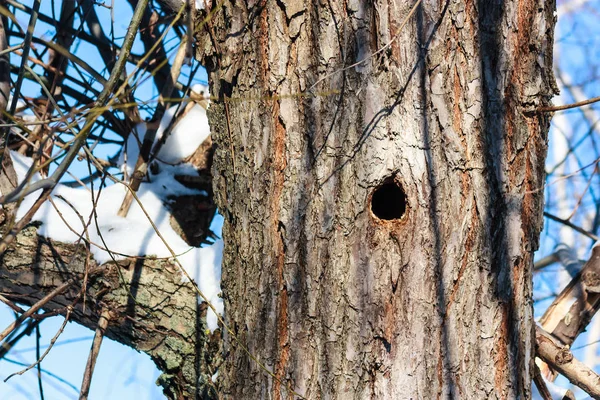 Oco de um tronco de árvore — Fotografia de Stock