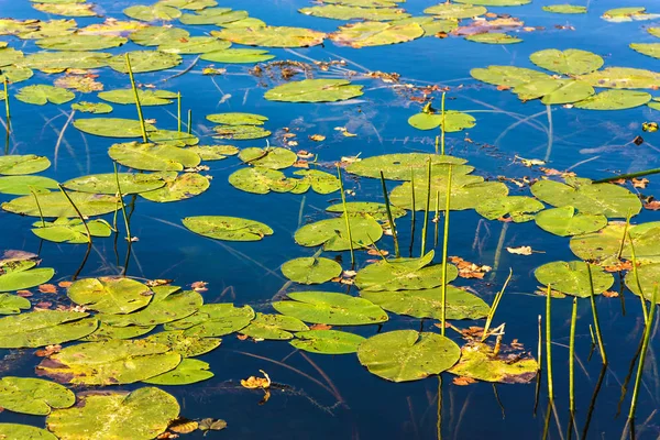 Bladen på vattenytan — Stockfoto