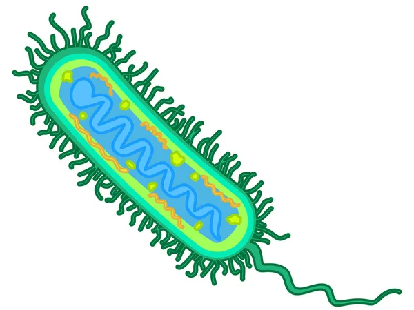 Illustration de bactérie réceptive — Image vectorielle