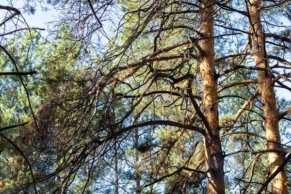 Pijnboomtakken landschap — Stockfoto