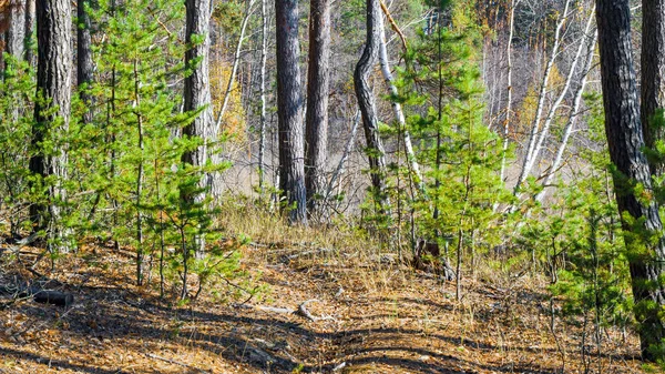 Pine boslandschap — Stockfoto