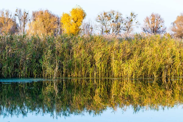 Plants and water — Stock Photo, Image