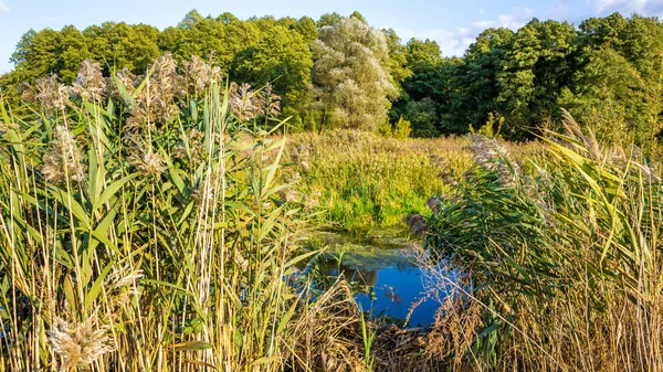 Paisaje pequeño río — Foto de Stock