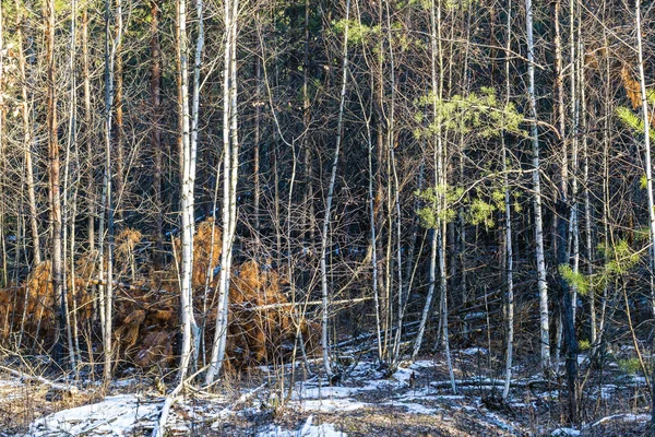 Χειμερινό δάσος τοπίο — Φωτογραφία Αρχείου