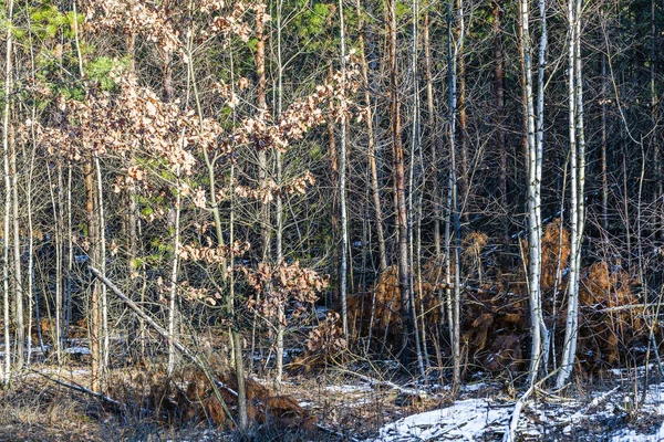 Alberi invernali paesaggio — Foto Stock