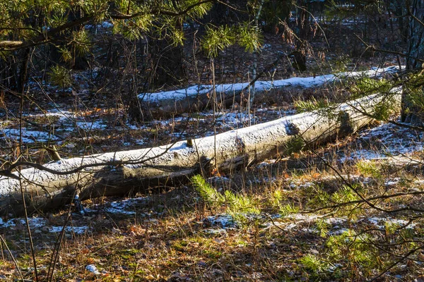 Paysage hivernal en bois — Photo