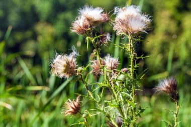 Cirsium vulgare yakın çekim