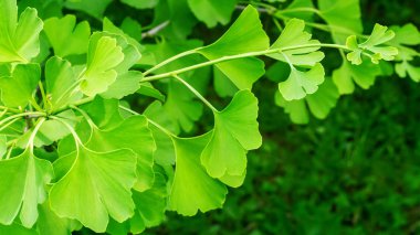 Ginkgo şubesi yakın çekim