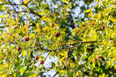 Jujuba şubesi geçmişi