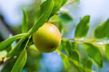 Jujuba meyvesi yakın plan