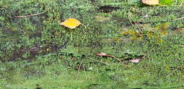 Yosun arkaplanı kapatması