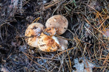 Mantarlar ve iğneler