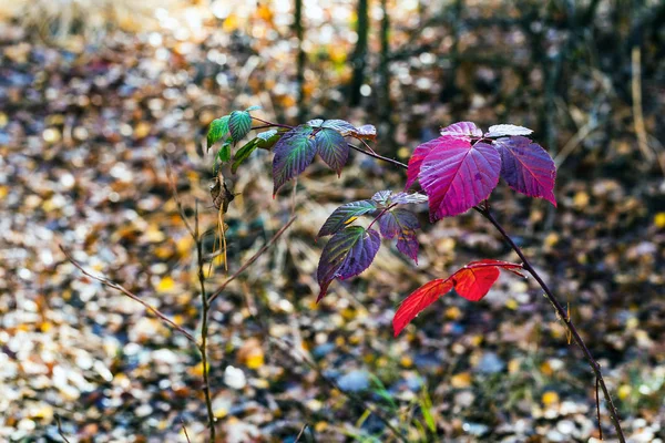 Autumn leaves closeup — Stock Photo, Image