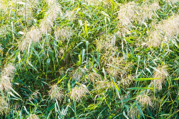 Tło trawy trzcinowej — Zdjęcie stockowe