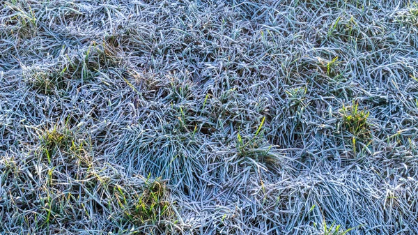 Frost gras achtergrond — Stockfoto