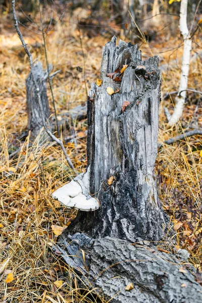 Houba a pahýl — Stock fotografie