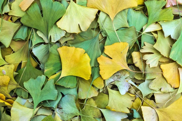 Ginkgo arka plan bırakır — Stok fotoğraf