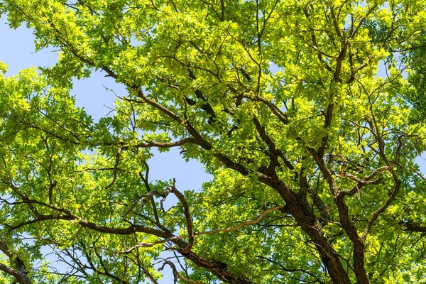 Oak branches background — Stock Photo, Image