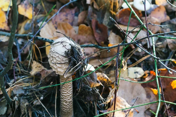 Parasol paddestoel closeup — Stockfoto