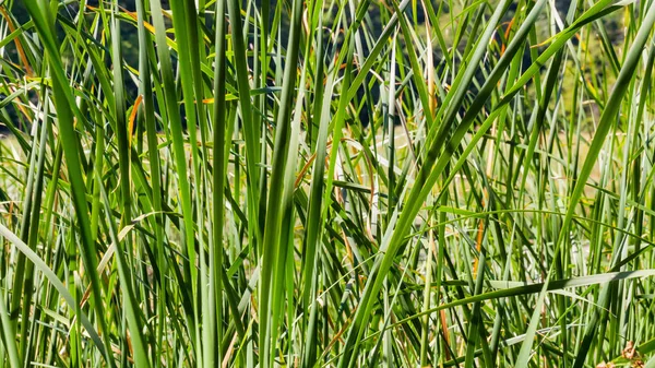 Trawa trzcina tło — Zdjęcie stockowe