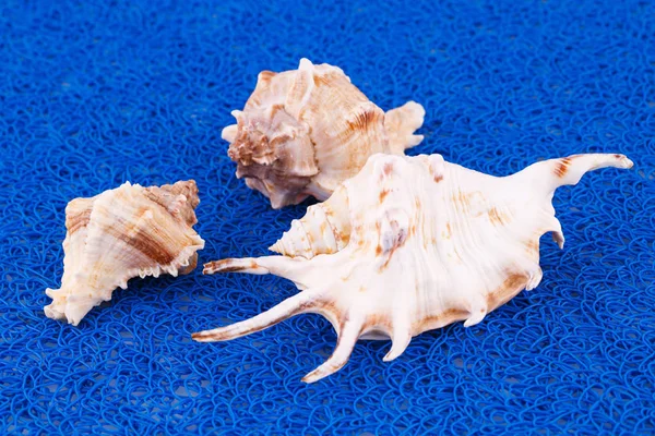 青の海の貝殻 — ストック写真