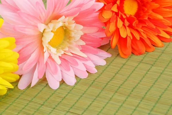 Colorful daisies close up picture — Stock Photo, Image