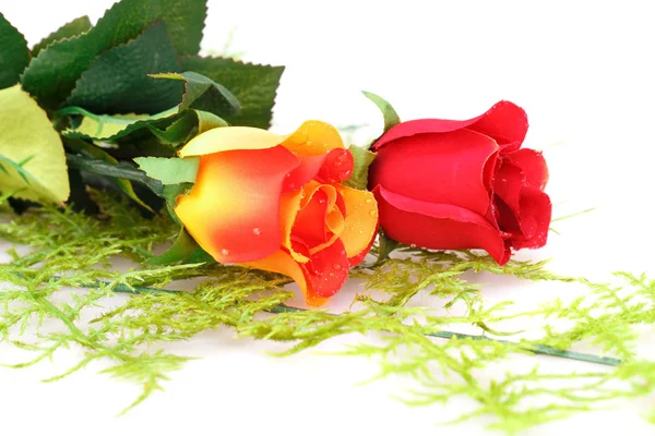 Barevné růže na bílé — Stock fotografie