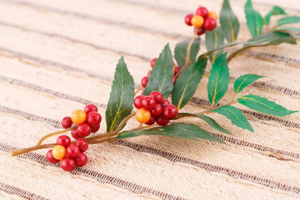 Plantas de tela con bayas — Foto de Stock