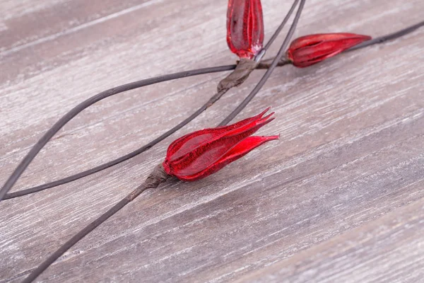 Gedroogde bloemen op houten achtergrond — Stockfoto