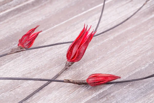 Flores secas vermelhas — Fotografia de Stock