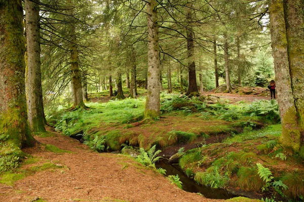 Árboles en el bosque —  Fotos de Stock