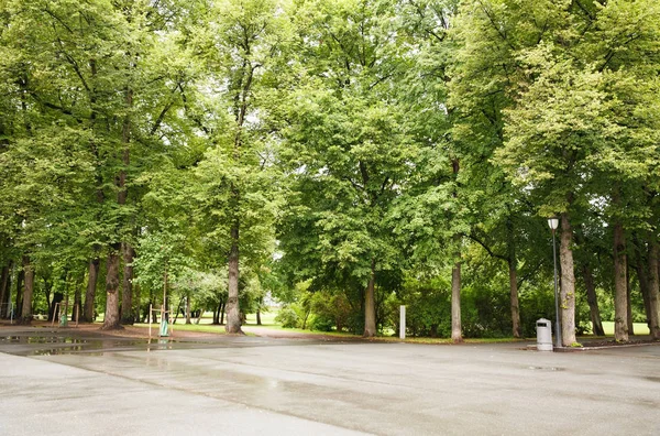 Bomen in het park — Stockfoto