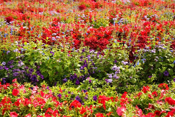 Kleurrijke bloemen foto — Stockfoto