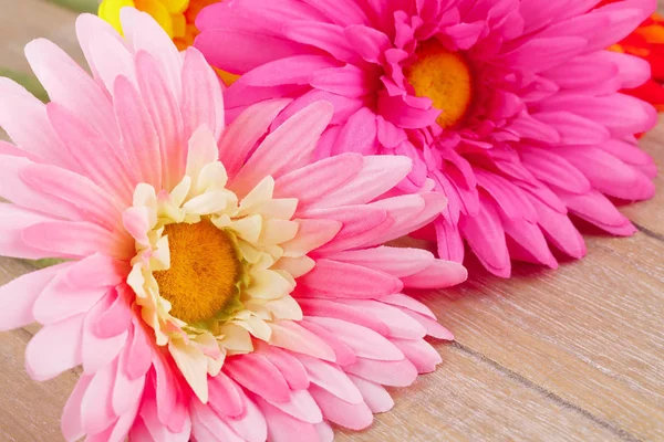 Daisies — Stock Photo, Image