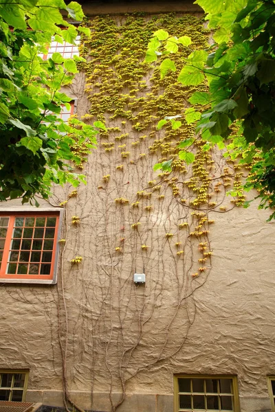 Duvardaki bitkiler — Stok fotoğraf