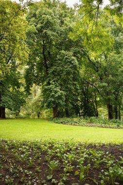 Kraliyet Sarayı park Oslo