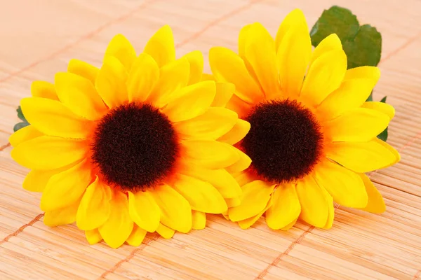 Daisies — Stock Photo, Image