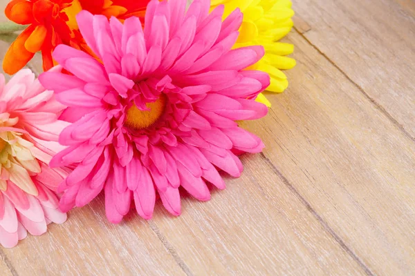 Daisies — Stock Photo, Image