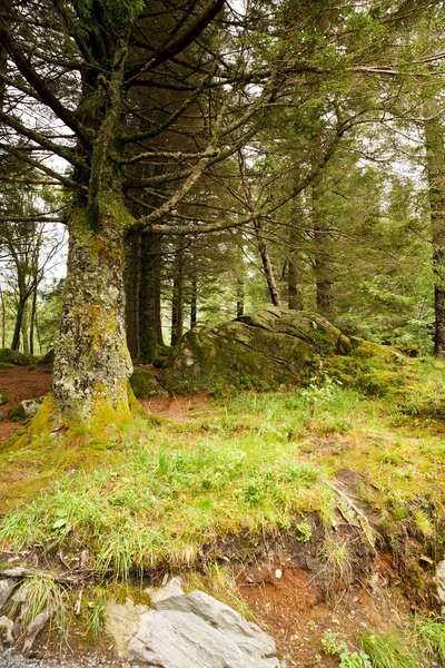 Arbres dans la forêt — Photo