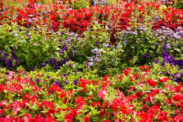 Colorful flowers picture — Stock Photo, Image