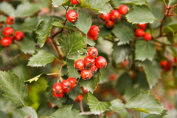 Bacche di biancospino — Foto Stock