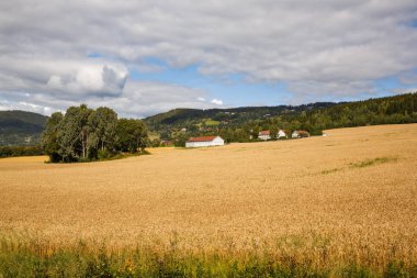 Buğday alan, ağaçlar ve Norveç'te Köyü manzara.